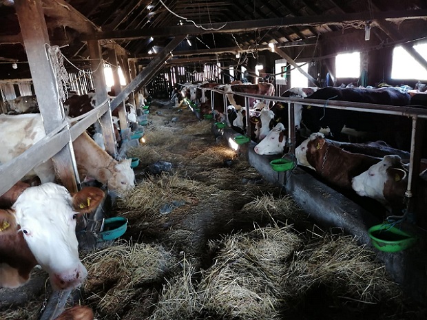 investitie in ferma de vaci afacere agricultura zootehnie